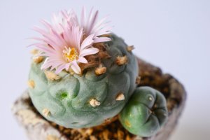 Kvetocí kaktus lofofora Williamsova (Lophophora williamsii) – Coyoteblabla / Shutterstock