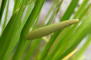 Puškvorec obecný (Acorus calamus) – Volodymyr Nikitenko/Shutterstock