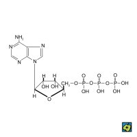 Adenosintrifosfát – CoJeCo.cz (CC BY-SA 4.0)