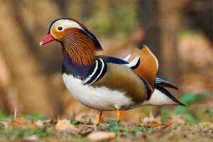 Kachnička mandarínská – Artur Bociarski / Shutterstock
