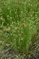 Sítina rozkladitá (Juncus effusus) – tamu1500/Shutterstock