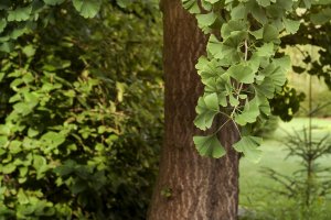 Jinan dvoulaločný (Ginkgo biloba) – jessicahyde / Shutterstock
