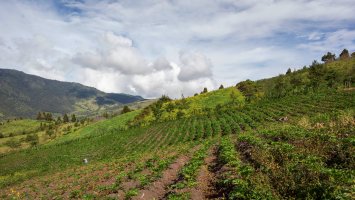 Pole arakači jedlé (Arracacia xanthorrhiza ), Kolumbie – Jhon Gracia / Shutterstock