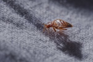 Štěnice postelní (Cimex lectuarius) – Akos Nagy / Shutterstock