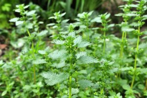Kopřiva žahavka (Urtica urens) – Orest lyzhechka / Shutterstock