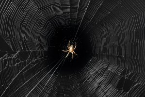 Pavučina – schankz / Shutterstock
