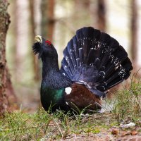 Tetřev hlušec – David Kalosson / Shutterstock