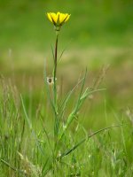 Kozí brada východní (Tragopogon orientalis) – Luka Hercigonja/Shutterstock