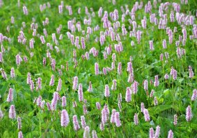 Rdesno hadí kořen (Bistorta officinalis) – Profimedia.cz