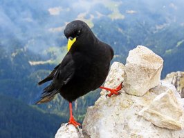 Kavče žlutozobé (Pyrrhocorax graculus) – Mario Krpan / Shutterstock