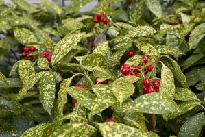Aukuba japonská (Aucuba japonica) – simona pavan/Shutterstock
