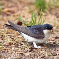 Jiřička obecná (Delichon urbica) – flaviano fabrizi / Shutterstock