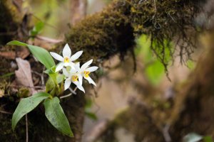 Orchidej Dendrobium christyanum rostoucí na stromě, Thajsko – Stephane Bidouze / Shutterstock