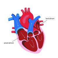 Anatomie lidského srdce, pravá a levá předsíň srdeční – Katalin Macevics / Shutterstock
